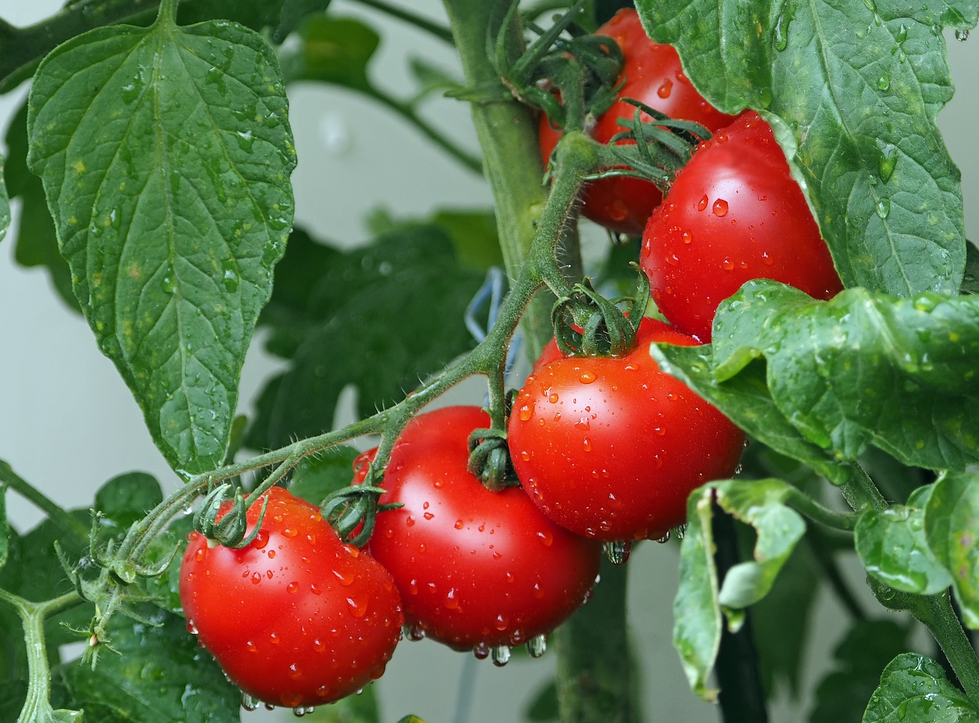 The Story of Two Tomatoes: | A Mighty Oak Bed and Breakfast